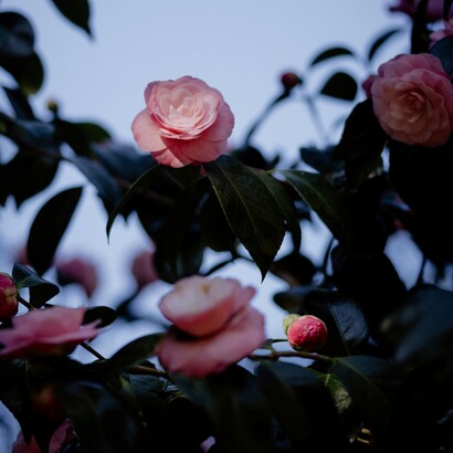 Così lei potrà di nuovo sconfinare, arrivare fino alla piccola fontana, dare acqua alla pompa e trascinarla per far piovere, fino all’altro lato, lucciconi di pozzo sulle sue camelie