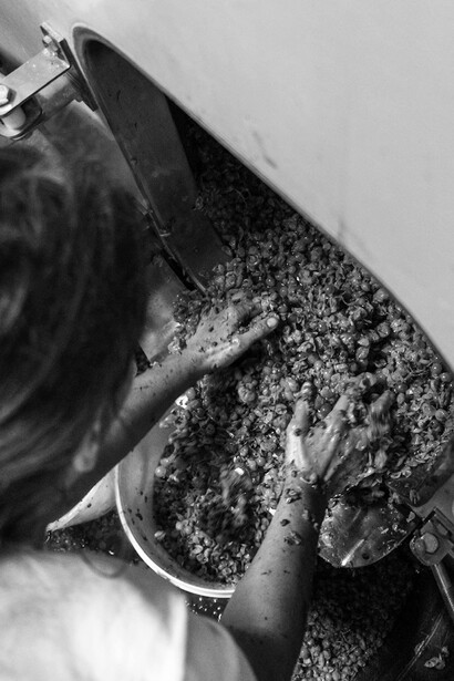 Racking the grapes after maceration