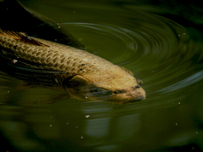 Trout moving gracefully through clear river water