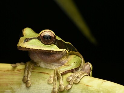 Sua atuação foi marcada por energia incansável. Reorganizou coleções inteiras, incorporou novas técnicas de conservação e catalogação, e realizou expedições de campo enfrentando desafios logísticos e ambientais para ampliar o conhecimento sobre a biodiversidade brasileira. Nessas viagens, não raro percorria áreas inóspitas, dialogava com comunidades locais e enfrentava condições precárias, movida apenas pela paixão pela ciência