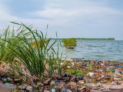 La acumulación de lentejas de agua (lemma sp) ha originado un proceso acelerado de eutrofización en todo el lago. Lago de Maracaibo, Estado Zulia, Venezuela