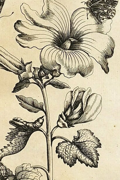 María Sybilla Merian, ilustración publicada en el libro "Erucarum Ortus, Alimentum Et Paradoxa Metamorphosis", 1771