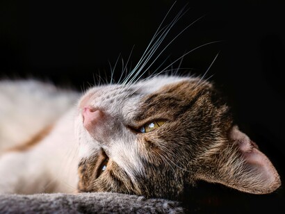 In ambito lavorativo favorisce la concentrazione sui progetti ad alto valore, evitando la dispersione