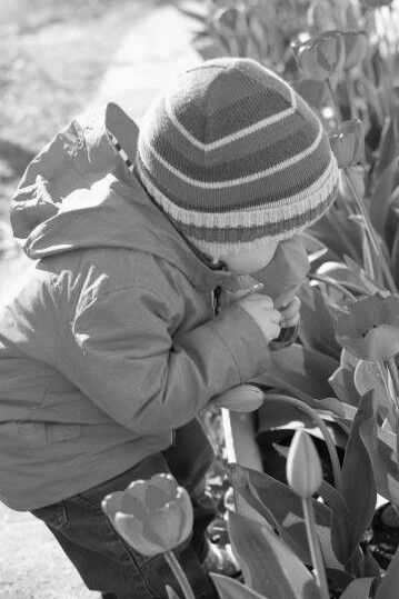On a bright spring day, a little boy enjoys the scent of tulip flowers in the garden