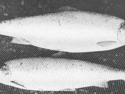 Various species of sea trout, with a focus on the Black Sea trout