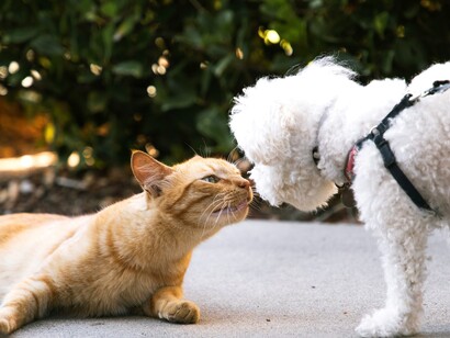 Cani e gatti, pur essendo diversi, possono diventare grandi amici