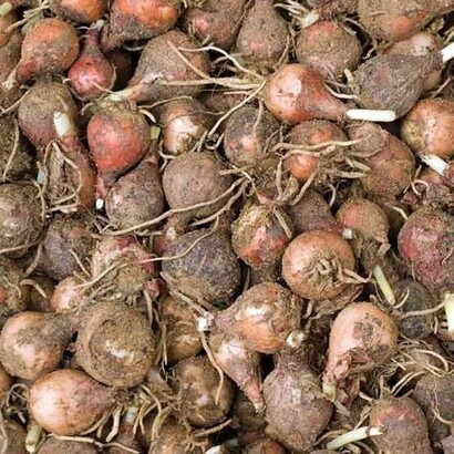 Considerati un cibo povero ma gustoso, i lampascioni rappresentano ancora oggi un legame con la cucina contadina e le tradizioni del passato