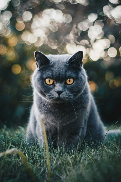 Los gatos enseñan a respetar límites sutiles, recordándonos que el vínculo verdadero se construye con paciencia