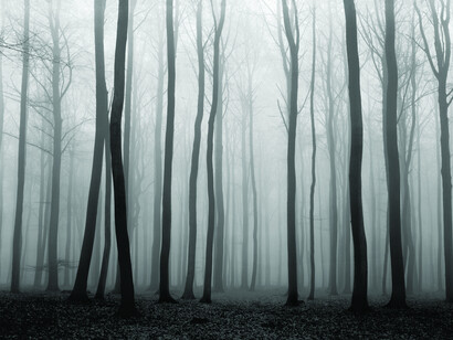 Vincent Vallarino, Luxembourg woods #3, Fishbach, Luxembourg (detail), 1974. Courtesy of Benrubi Gallery