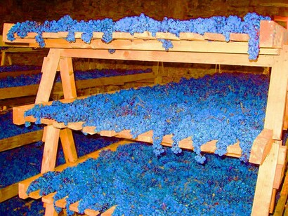 Uve di Nebbiolo appena raccolte e in appassimento su graticci