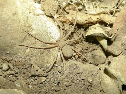 Ragno delle sabbie dai sei occhi (Sicarius thomisoides)