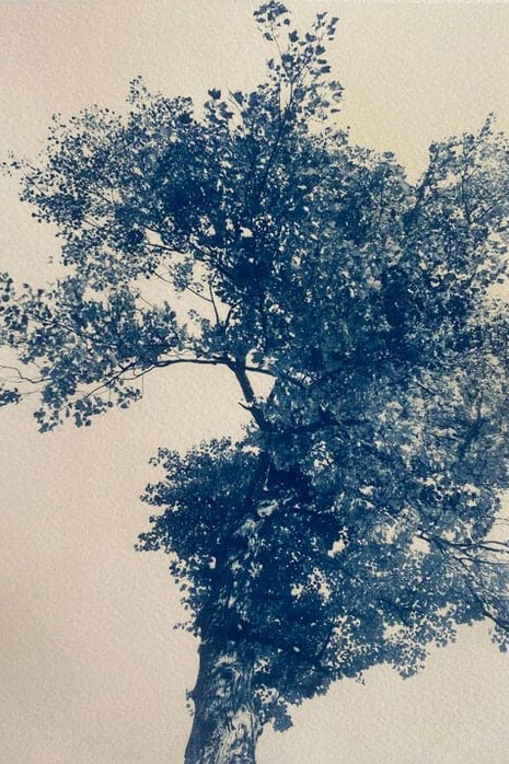 Dora Somosi, Toni Morrison, red maple tree, Nyack, NY. Courtesy of Gilman Contemporary