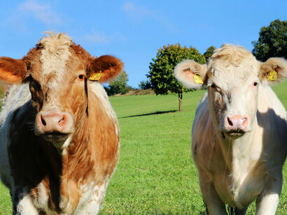 A herd of cows grazes under the afternoon sun near the Seven Sisters Cliffs, England