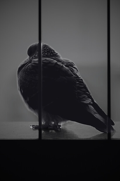 Sous les barreaux, l’oiseau reste figé, la liberté hors de portée. Greenwood paralysé par les obstacles qu’il a du mal à surmonter