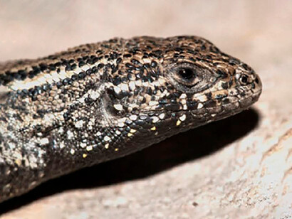 La coloración marrón y negra de la Liolaemus Misti le permite camuflarse perfectamente entre las piedras volcánicas, convirtiéndose en una maestra del mimetismo para evitar a sus depredadores
