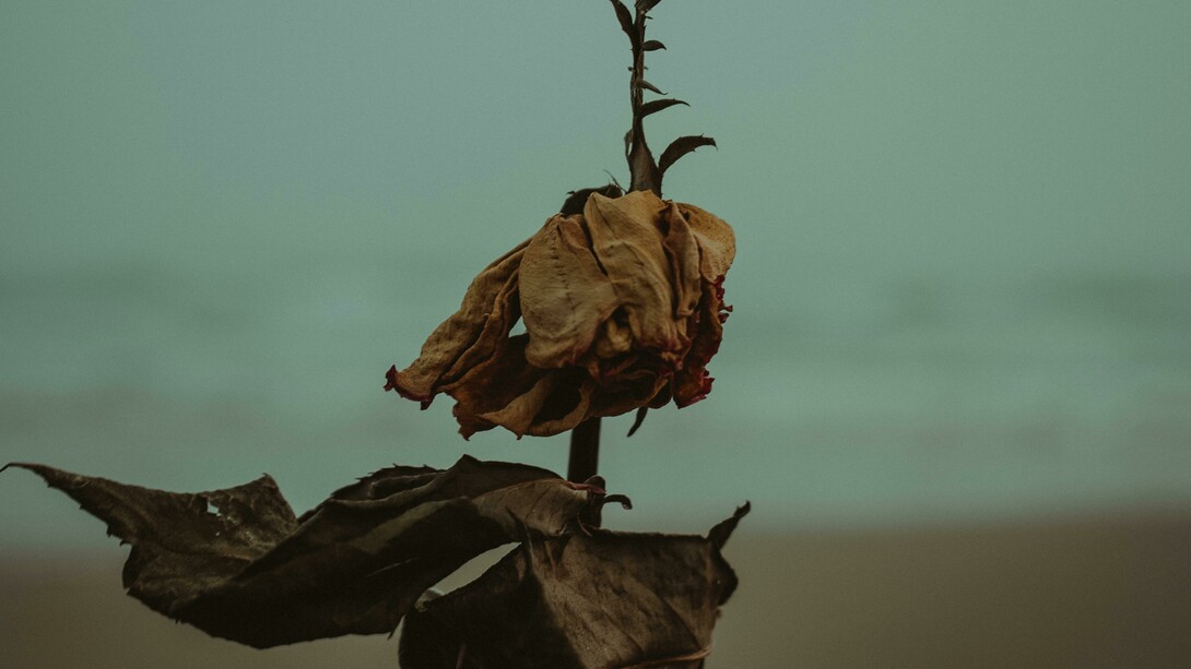 Sabemos bem que a vida nem sempre nos responde como desejamos. O curioso — ou instigante — é que, diante desses pormenores, sempre damos um jeito de nos ajustarmos ao fluxo contínuo que chamamos de vida. Também é sabido que a morte faz parte desse mesmo fluxo. E, mais uma vez, ronda o nosso espaço. Surge discreta, como quem nada quer