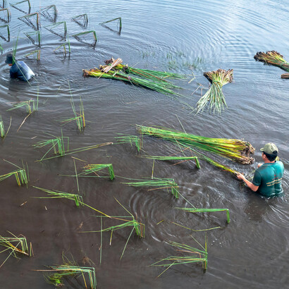 Farmers work to harvest in submerged fields, a stark image of climate change and flooded crops