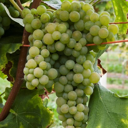 Prodotto principalmente nelle zone di Castelli di Jesi e Matelica, il Verdicchio esprime due anime complementari