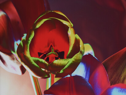 Edoardo Romagnoli, Tulipani_8530E (dettaglio), 2025. Per gentile concessione di Still Fotografia