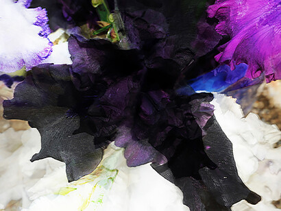 Edoardo Romagnoli, Iris duplex_9727/28 (dettaglio), 2011. Per gentile concessione di Still Fotografia