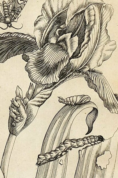 María Sybilla Merian, ilustración publicada en el libro "Erucarum Ortus, Alimentum Et Paradoxa Metamorphosis", 1771