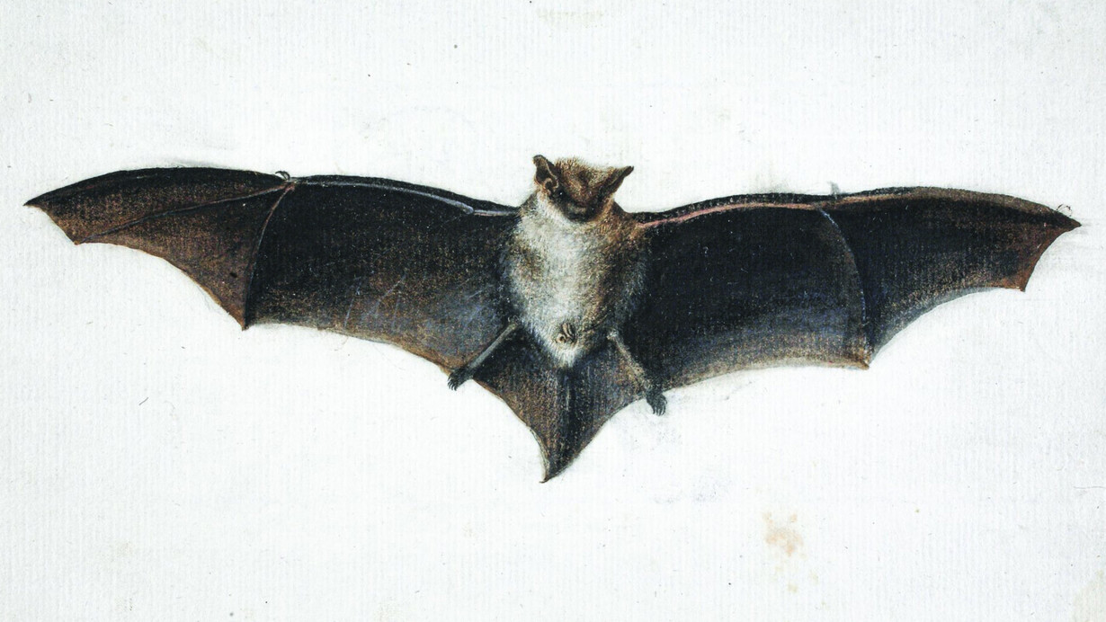 Zahari Zograph, Study of a bat, ca. 1839. Courtesy of National Gallery