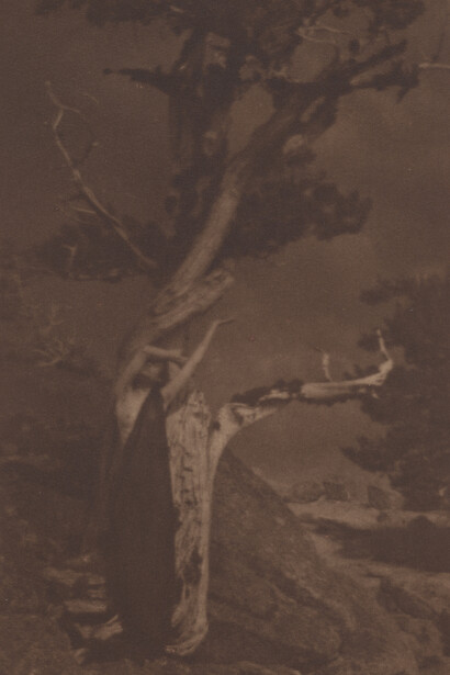 Anne W. Brigman, The dying cedar. Courtesy of Risd Museum