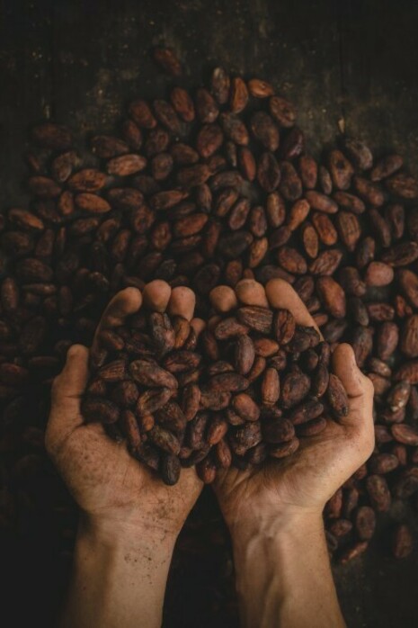 A person holds brown and black cocoa beans, drying them before they are crushed in India