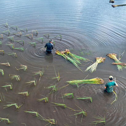 Amid floodwaters, two people struggle to harvest their crops—a scene of climate change’s toll on agriculture