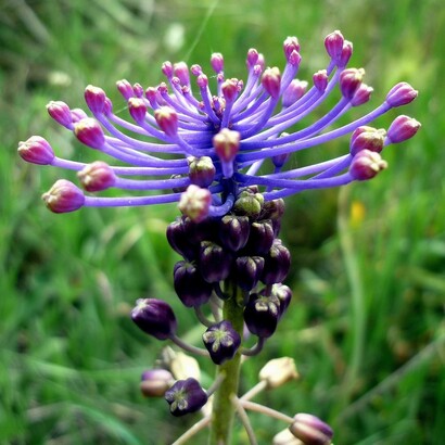 Il Muscari comosum, noto anche come lampascione, è una pianta erbacea perenne della famiglia delle Asparagaceae, caratterizzata da un'infiorescenza a forma di pennacchio con fiori sterili di colore blu-violaceo sovrastanti fiori fertili bruno-verdastri; i suoi bulbi sotterranei, simili a piccole cipolle, crescono a una profondità di 10–30 cm e sono avvolti da tuniche esterne di colore rosso-violaceo