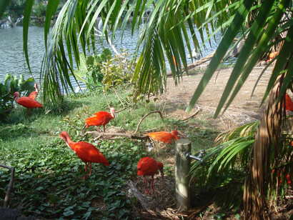 Ubicada a pocos minutos del centro de Belém, la Unidad de Conservación (UC), administrada por el Instituto de Desarrollo Forestal y Biodiversidad (Ideflor-Bio) y la Organización Social (OS) Pará. Parque Estatal Utinga, Belém, Brasil