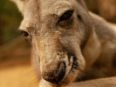 Os dois principais marsupiais do mundo moderno são o Canguru e Coala, símbolos nacionais. Mas essas criaturas são na verdade bem menos impressionantes do que seus primos pré-históricos. Os coalas tinham como parente próximo o gigantesco Diprotodon, um animal majestoso que pesava quase 3 toneladas e tinha cerca de 4 metros de comprimento. Provavelmente o maior marsupial da história
