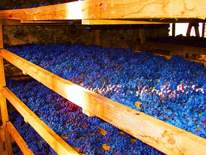 Uve di Nebbiolo appena raccolte e poste ad appassire su graticci