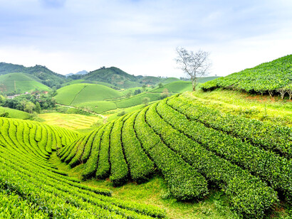 A vibrant tea farm, capturing the paradox of global export success amid rising food imports