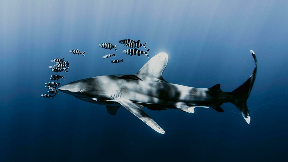 Shark swimming with a school of zebra fish underwater