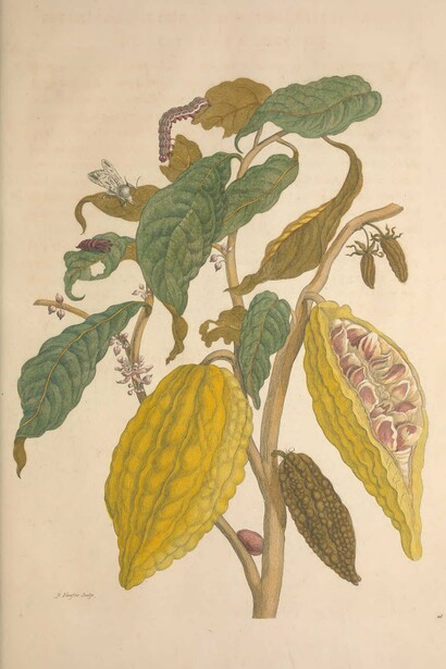 María Sybilla Merian, lámina número 26 del libro "Metamorphosis Insectorum Surinamensium", 1705