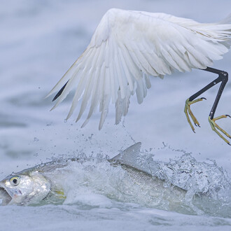 Qingrong Yang, Synchronised fishing (Pesca sincronizzata) (dettagli), vincitore categoria “Comportamento: Uccelli”. Per gentile concessione del Museo della Permanente