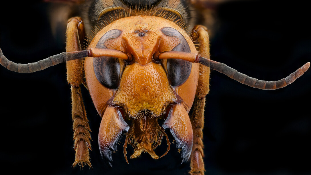 Avispa asesina. Magnífica, en realidad, por su combinación de cabeza redondeada y mandíbulas angulares. Observe los ojos compuestos y observe que no son ovalados, sino que presentan una incursión de tegumento, características raras en las avispas
