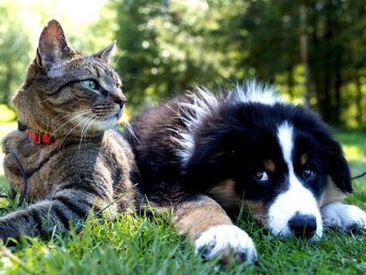 I cani sono animali fedeli e amano stare in compagnia delle persone