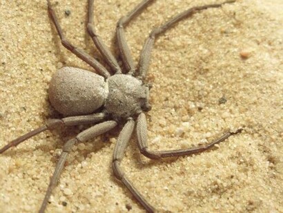 Femmina di Sicarius levii