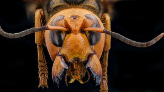 Avispa asesina. Magnífica, en realidad, por su combinación de cabeza redondeada y mandíbulas angulares. Observe los ojos compuestos y observe que no son ovalados, sino que presentan una incursión de tegumento, características raras en las avispas