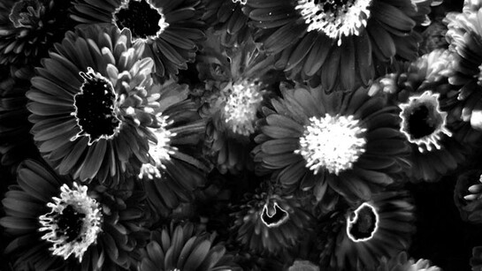 Ilke Cop, Garden of earthly delights (detail). Courtesy of Tatjana Pieters Gallery