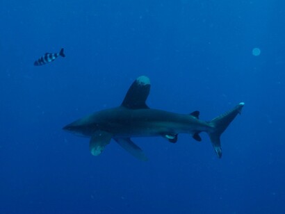Squalo pinna bianca oceanico fotografato al largo delle Seychelles, sotto un FAD (dispositivo di concentrazione dei pesci) alla deriva. Foto di Marc Taquet