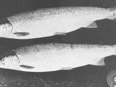 The diversity of sea trout, highlighted by the Black Sea trout