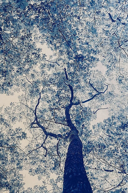 Dora Somosi, Edna St. Vincent Millay, northern red oak tree, Austerlitz, NY. Courtesy of Gilman Contemporary