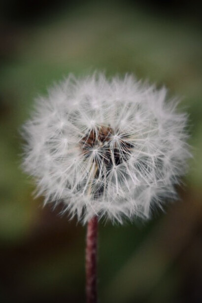 Macro shot of a dandelion seed head surrounded by greenery in the wild
