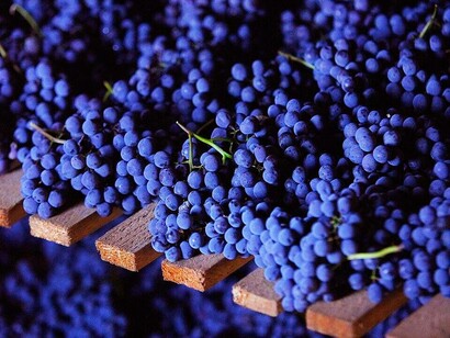 Uve di Nebbiolo, che in Valtellina è detto anche Chiavennasca
