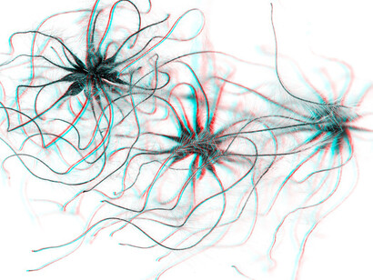 Sebastian Cramer, Two views on plants. Courtesy of Naturhistorisches Museum Wien