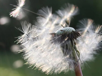 Detailed close-up of a dandelion seed head in its natural environment