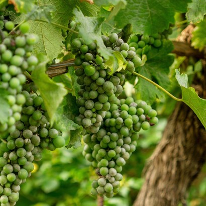 Elegante e versatile, il Verdicchio si distingue per le sue note floreali, fruttate e minerali, con un tipico fondo mandorlato